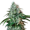 HulkBerry | PHOTOFEM | Royal Queen Seeds