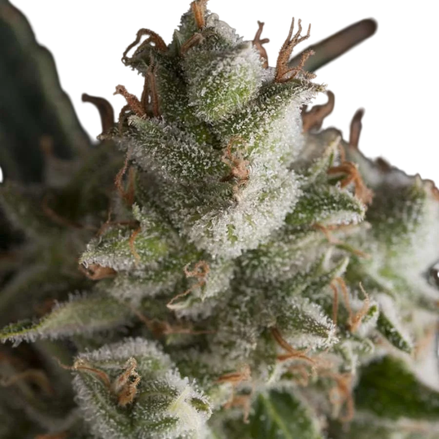 Fresh Candy | PHOTOFEM | Pyramid Seeds