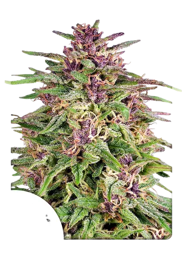 Frisian Dew