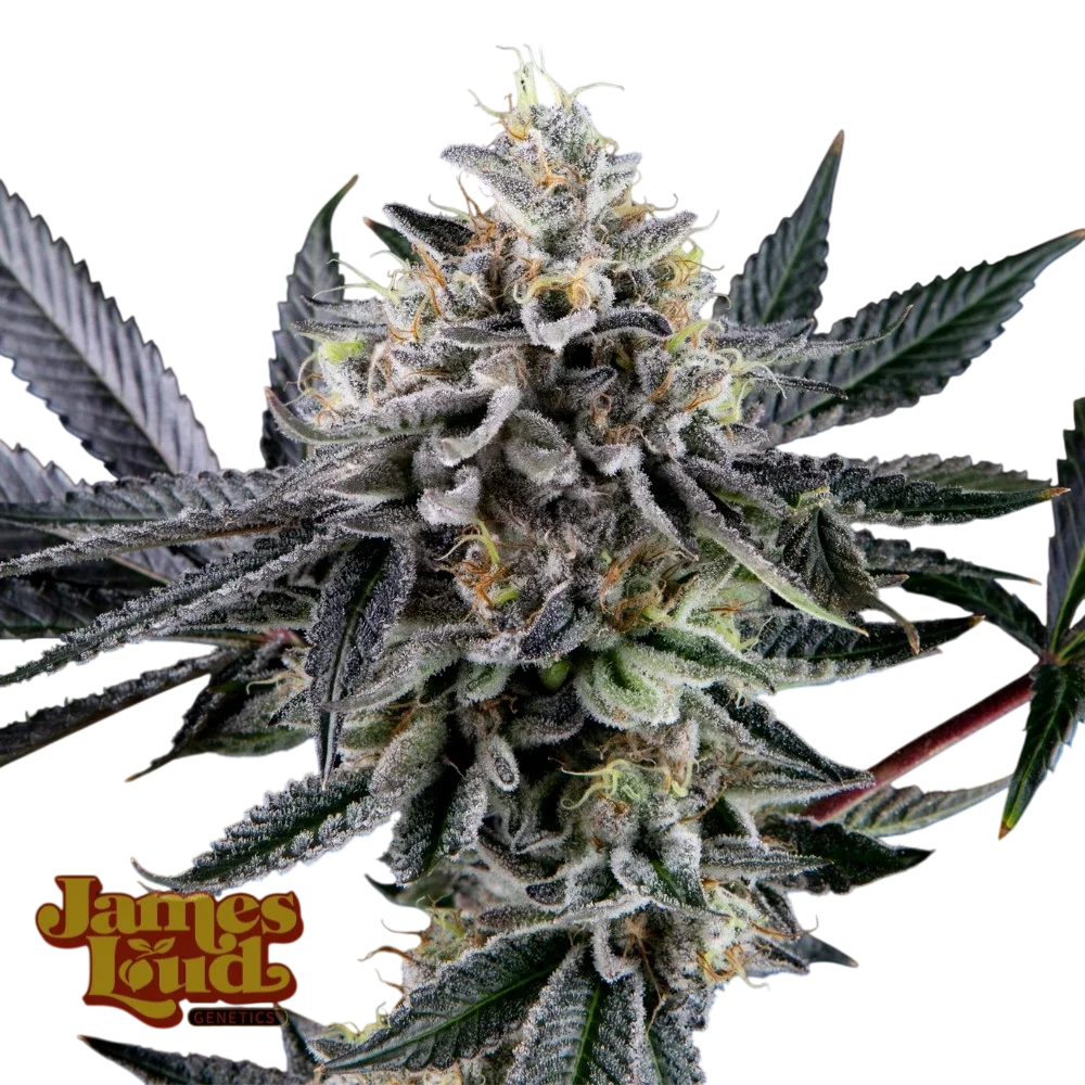 Frosted Biscotti Auto – Produktansicht