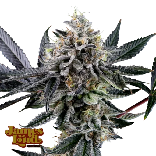 Frosted Biscotti Auto
