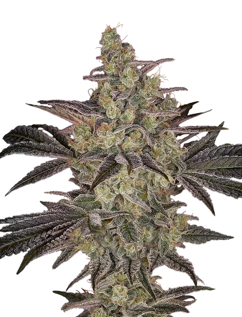 Frosted Guava Auto – Produktansicht