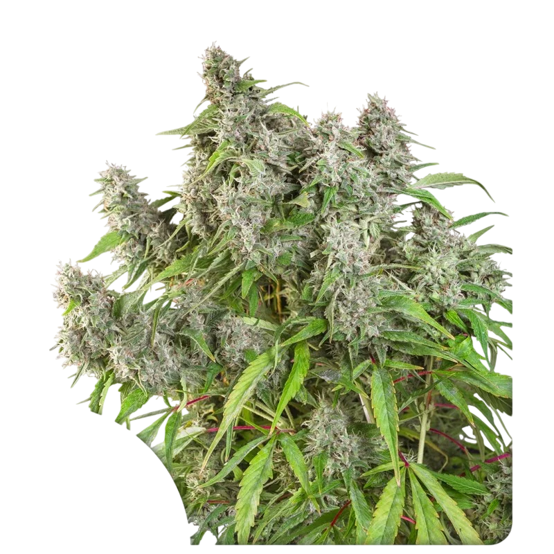 Frosty Friday – Produktansicht