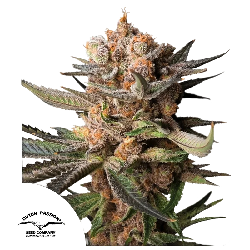 Frozen Biscotti Auto – Produktansicht