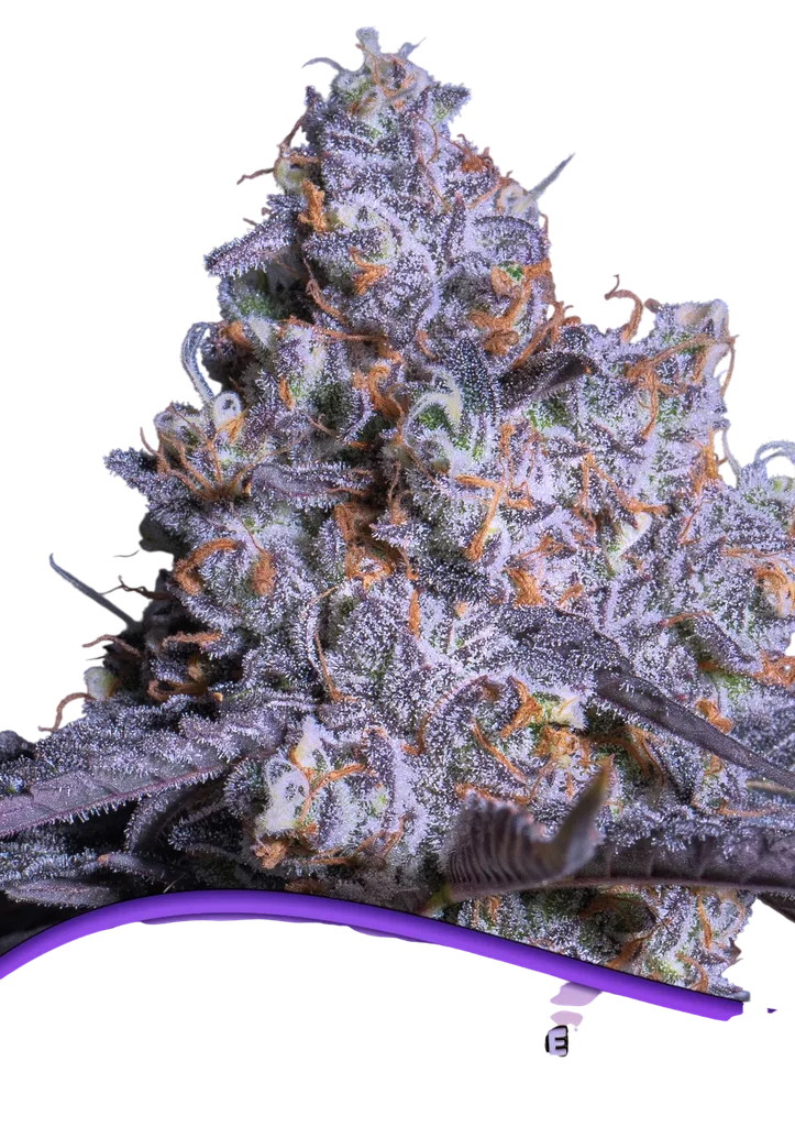 Frozen Black Cherry Auto | AUTOFEM | Anesia Seeds