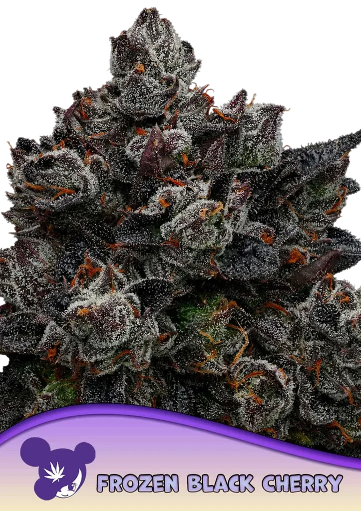 Frozen Black Cherry – Produktansicht