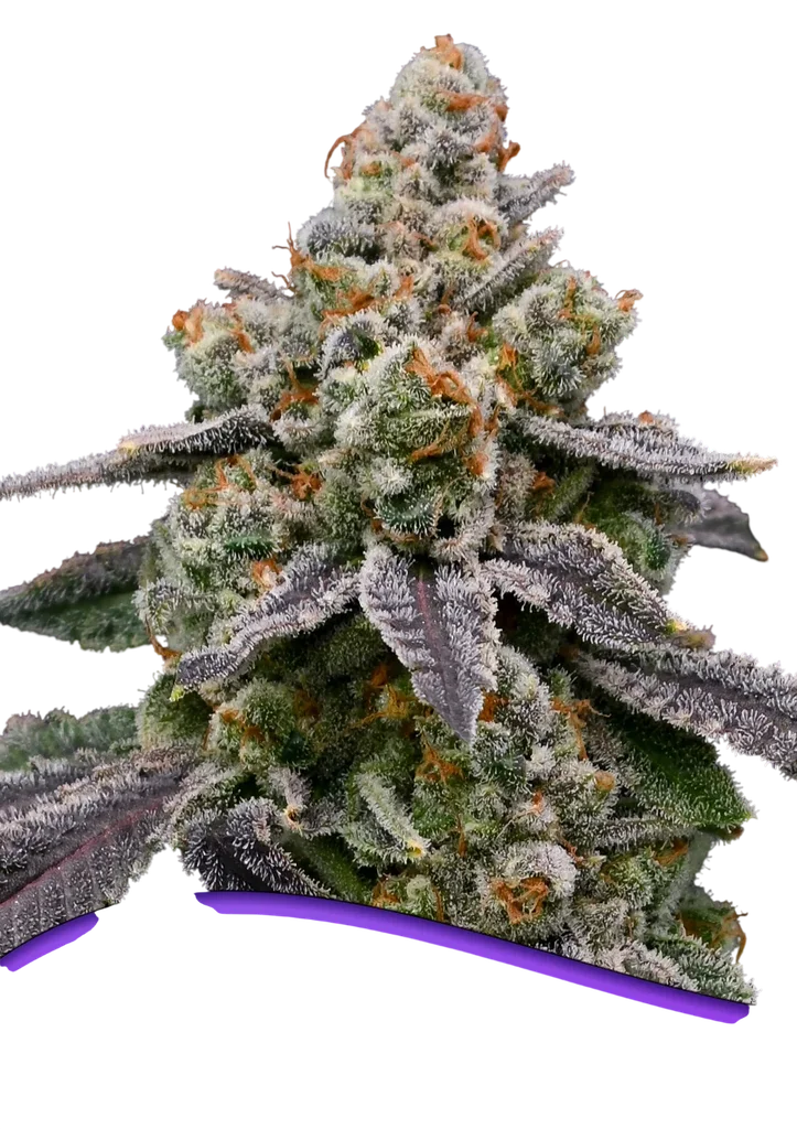 Frozen Face Auto | AUTOFEM | Anesia Seeds