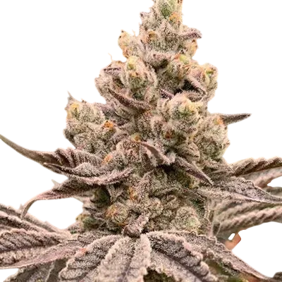 Frozen Grapes | PHOTOFEM | In House Genetics