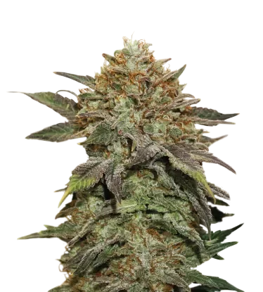 Fruit Cake
