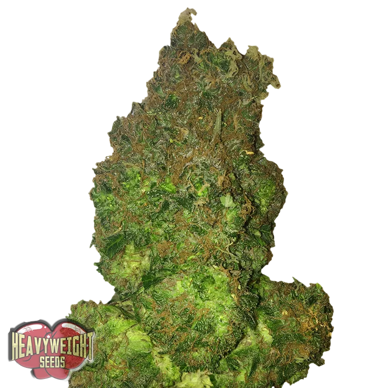Fruit Punch Auto – Produktansicht