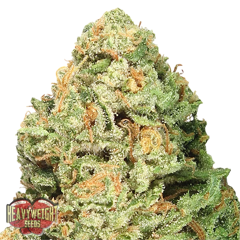 Fruit Punch – Produktansicht