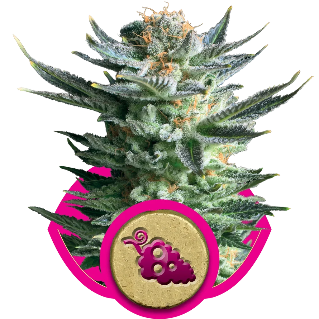 Fruit Spirit – Produktansicht