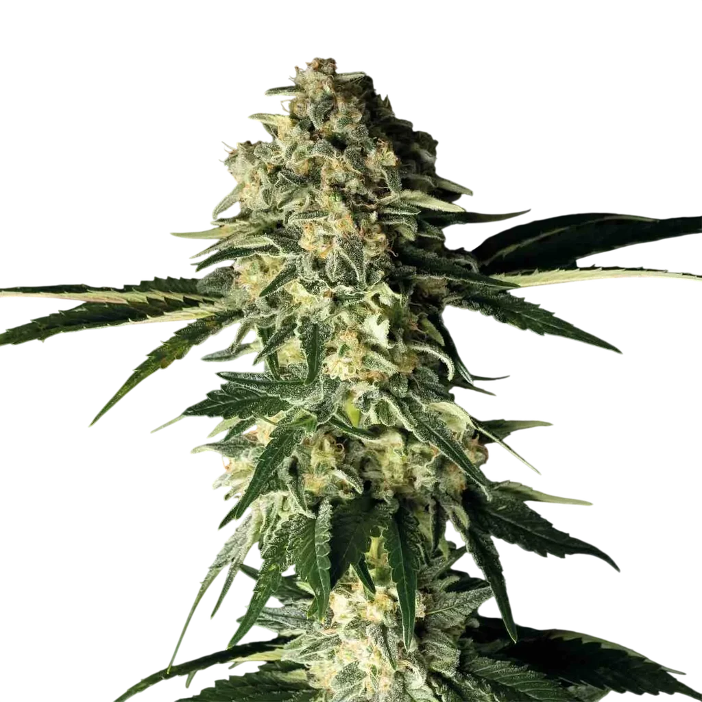Fuel D.OG – Produktansicht