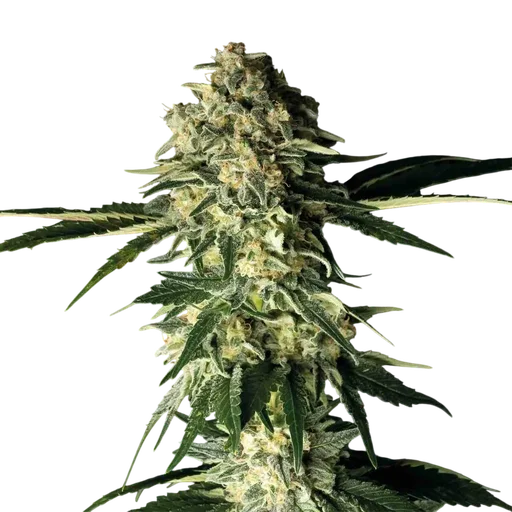 Fuel D.OG