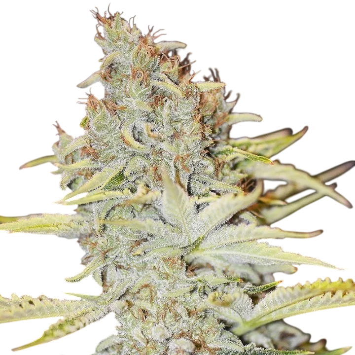 Furious Candy – Produktansicht