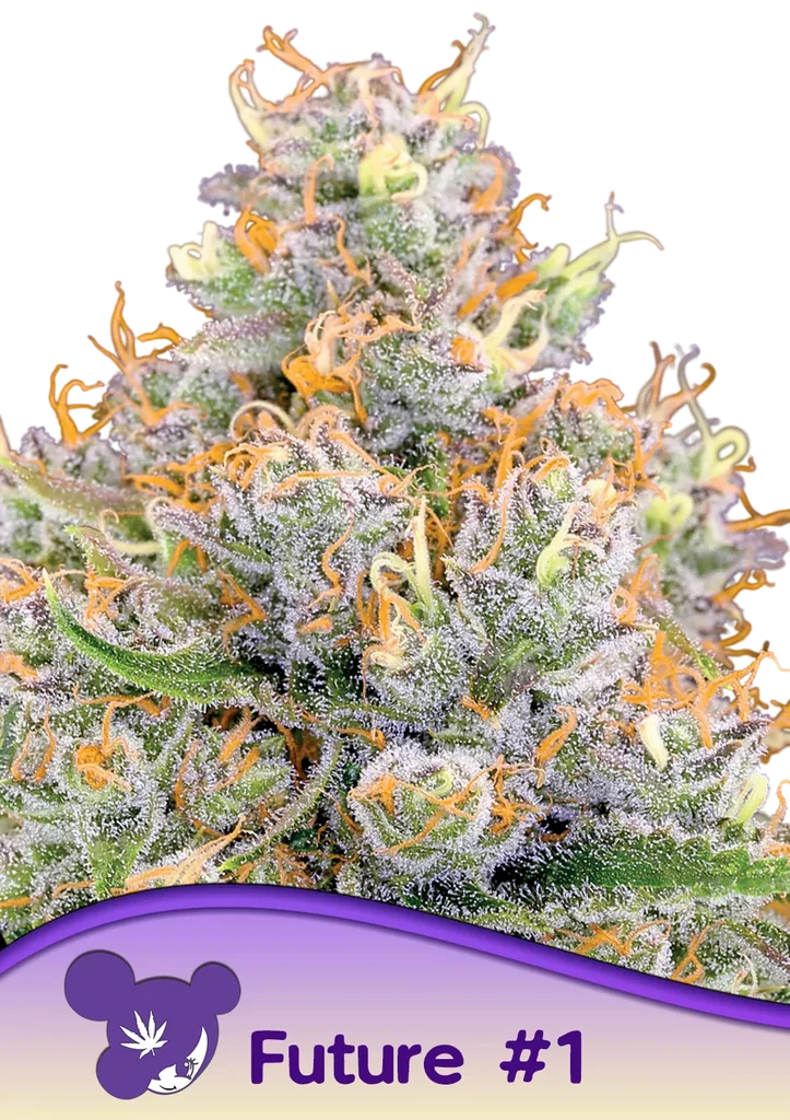 Future #1 | PHOTOFEM | Anesia Seeds