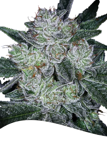 Future #1 Auto
