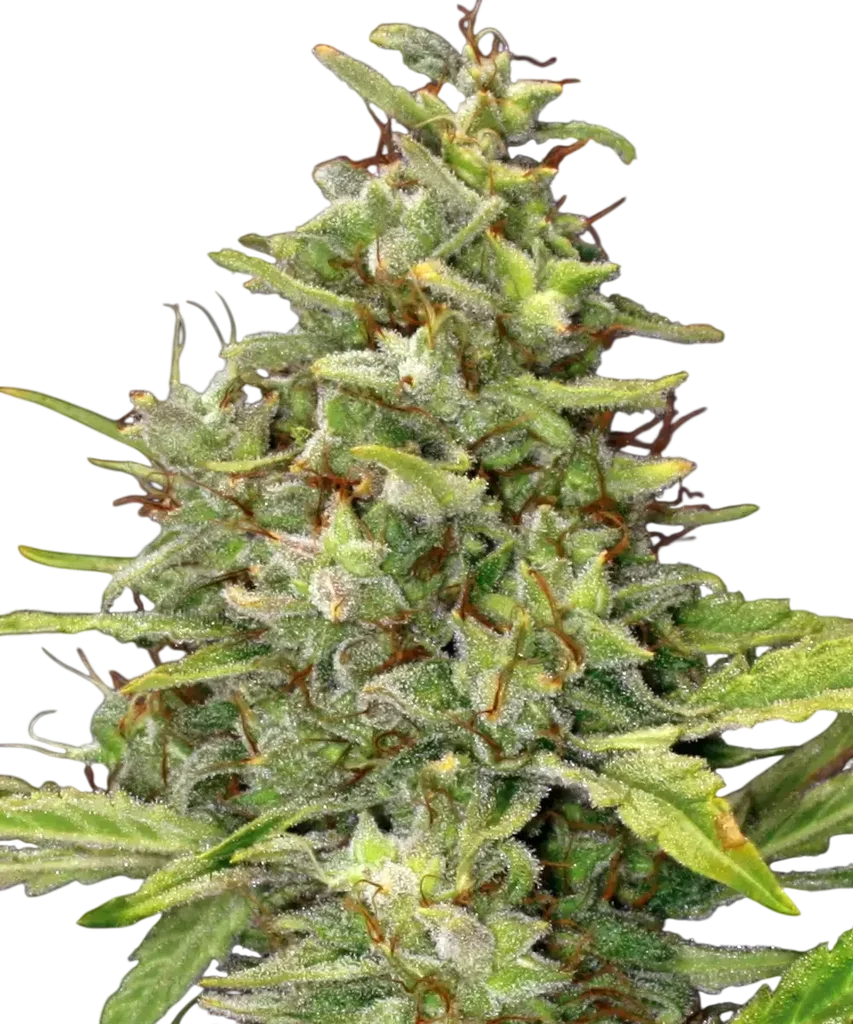 G13 Haze | PHOTOFEM | Barneys Farm