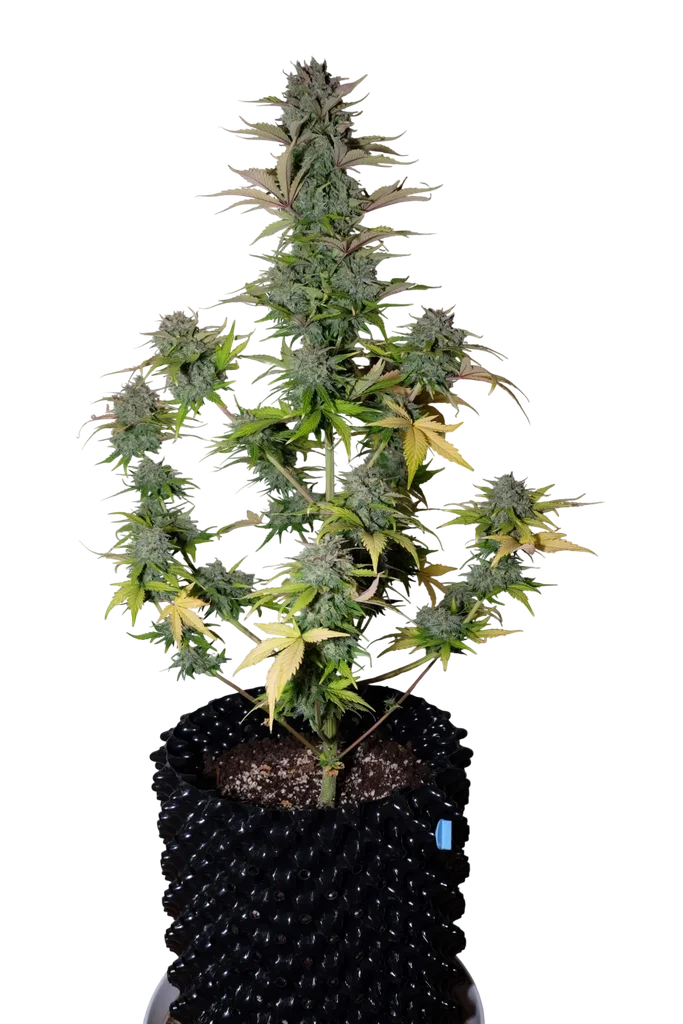 G14 Auto | AUTOFEM | Fast Buds