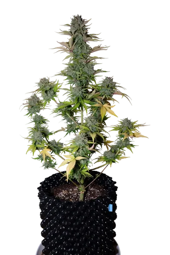 G14 Auto
