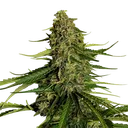 Gaia F1 | AUTOFEM | Royal Queen Seeds