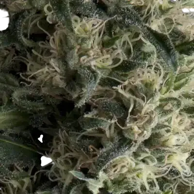 Galaxy Auto | AUTOFEM | Pyramid Seeds