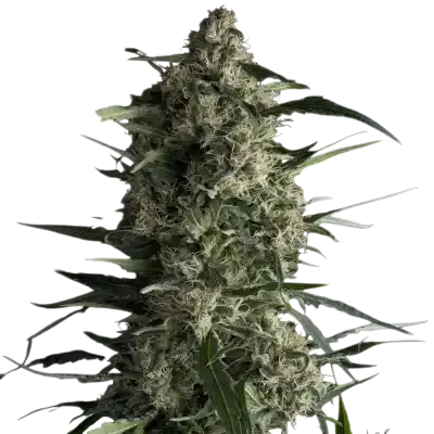 Galaxy | PHOTOFEM | Pyramid Seeds