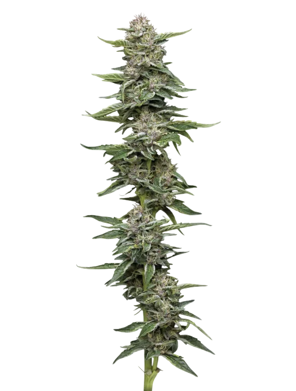 Garlic Budder – Produktansicht