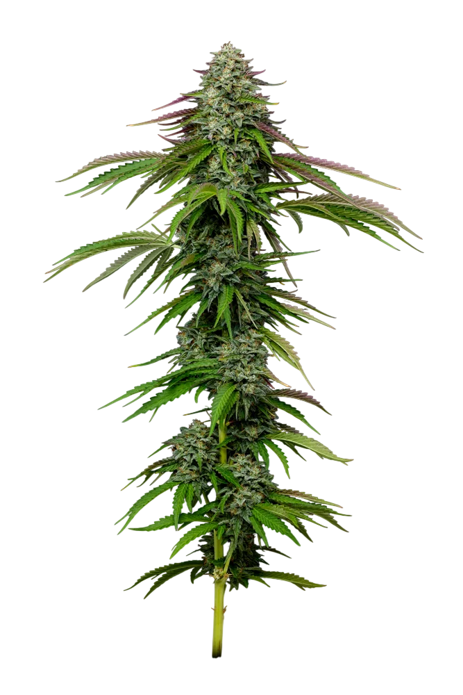 Garlic Budder Auto | AUTOFEM | Humboldt Seed Co.