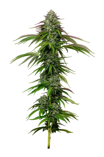 Garlic Budder Auto