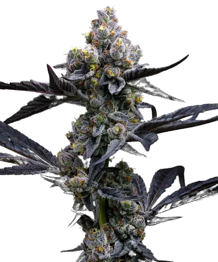 Garlic Cookies | PHOTOFEM | Barneys Farm