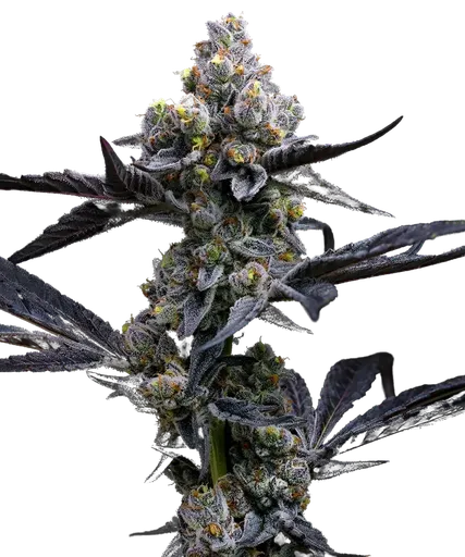 Garlic Cookies | PHOTOFEM | Barneys Farm