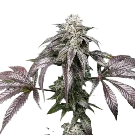 Garlic Storm | PHOTOFEM | In House Genetics