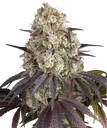 Gary Payton | PHOTOFEM | Barneys Farm