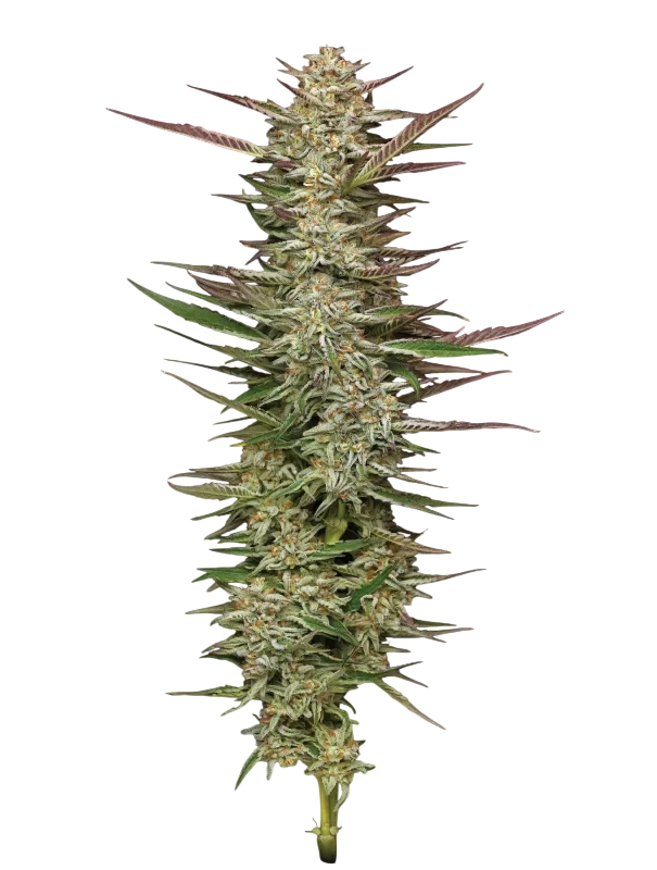 Gazzurple | PHOTOFEM | Humboldt Seed Co.