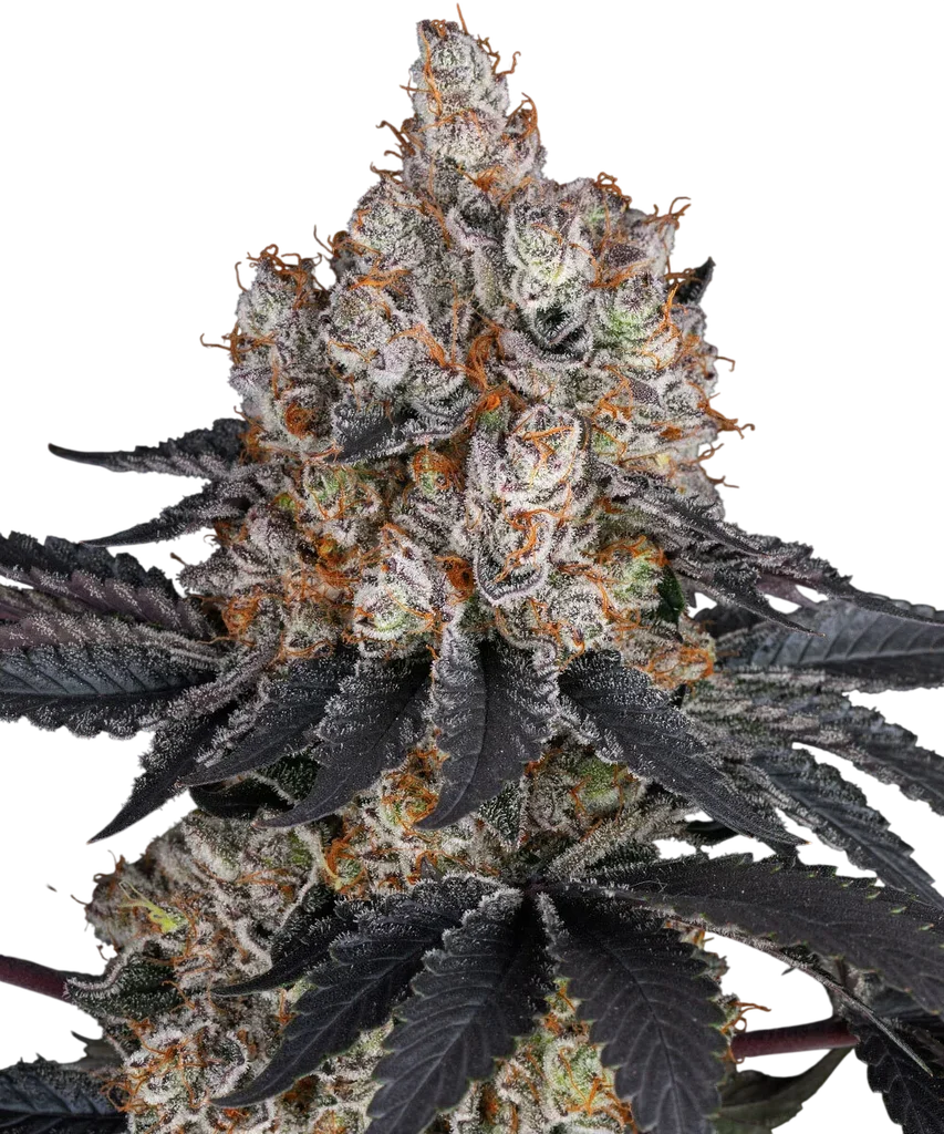 Gelato – Produktansicht