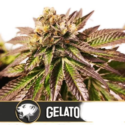 Gelato – Produktansicht