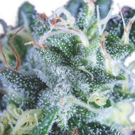 Gelato Auto | AUTOFEM | Pyramid Seeds