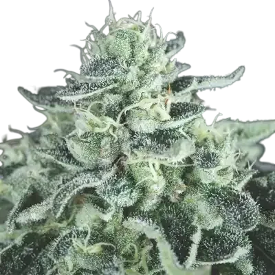 Gelato | PHOTOFEM | Pyramid Seeds