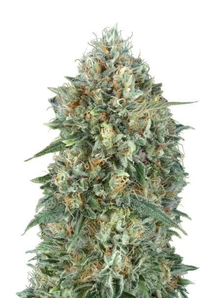 Gelato #33 Auto | AUTOFEM | Advanced Seeds