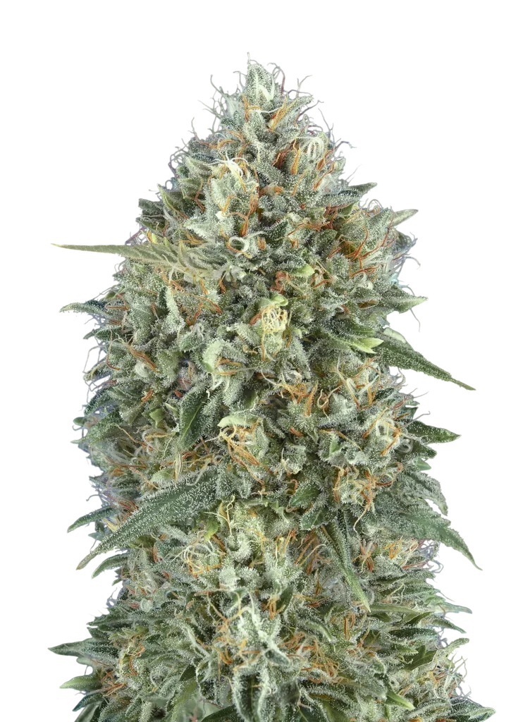 Gelato #33 Auto – Produktansicht