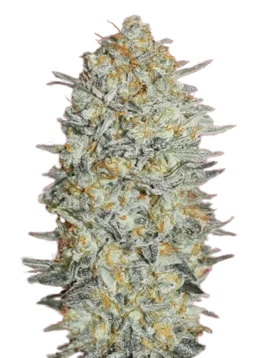 Gelato #33