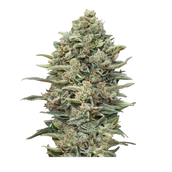 Gelato #33 FAST | PHOTOFEM | Advanced Seeds