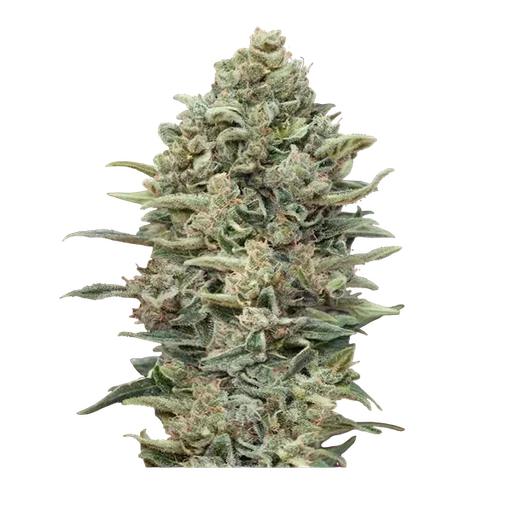 Gelato #33 FAST