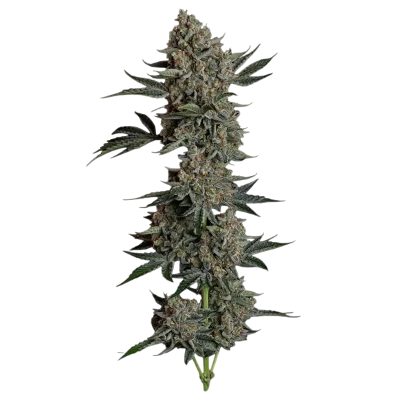 Gelato 41 BX Auto – Produktansicht