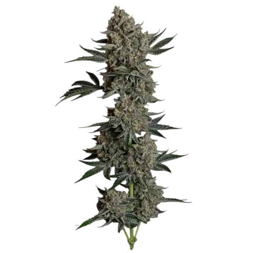 Gelato 41 BX Auto