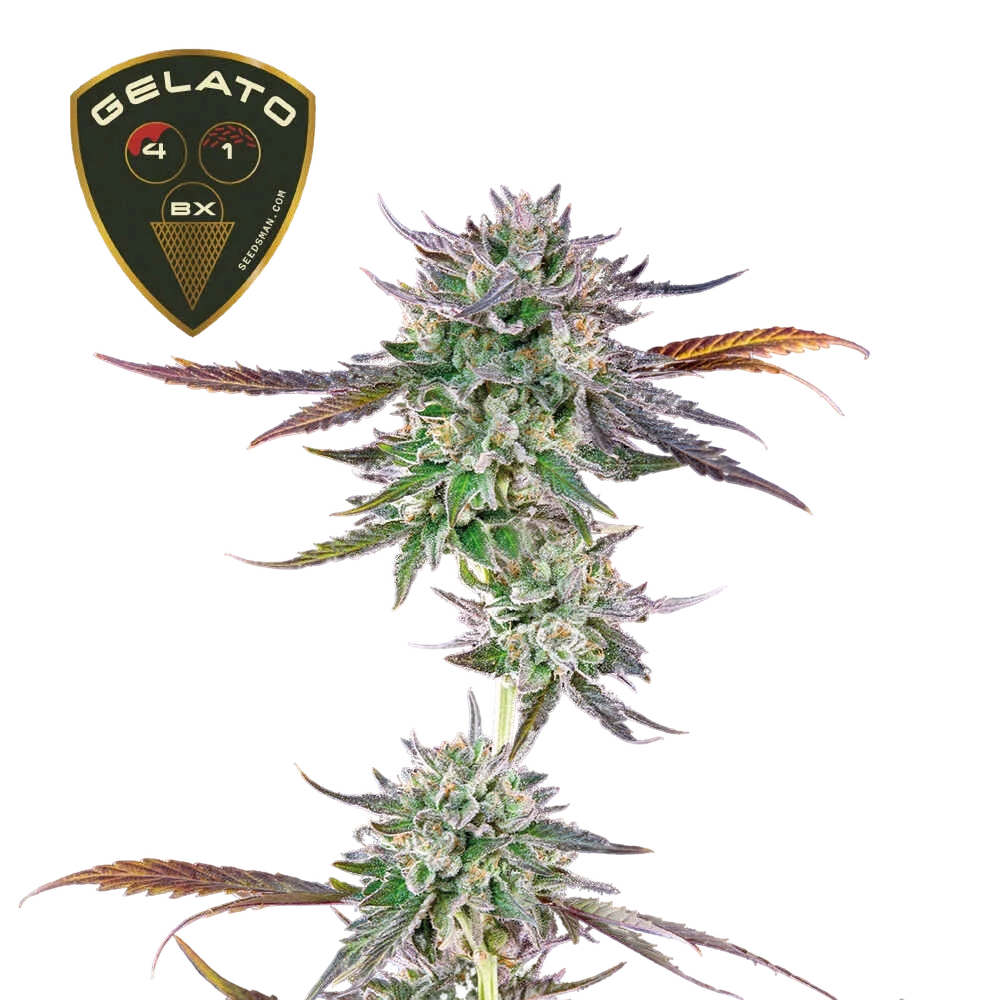 Gelato 41 BX | PHOTOFEM | Seedsman