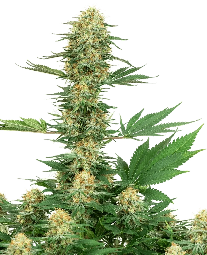 Gelato #420 – Produktansicht