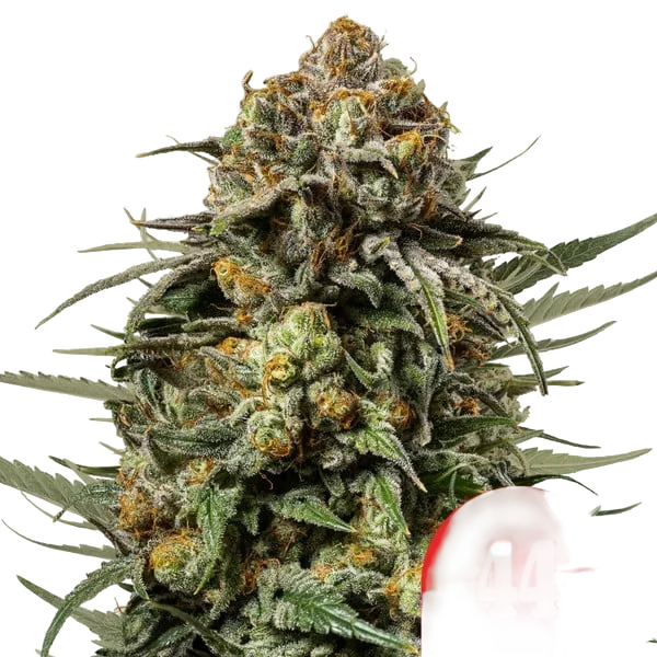 Gelato 44 – Produktansicht