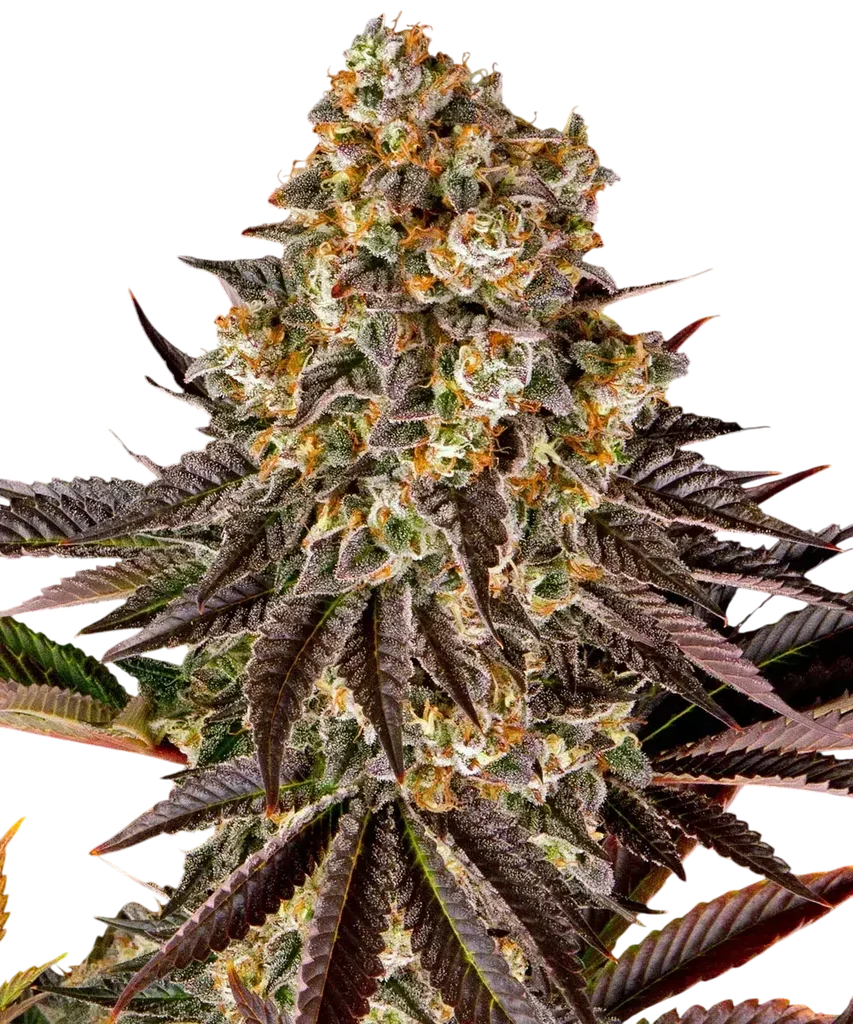 Gelato #45 – Produktansicht
